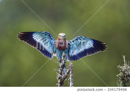 Lilac breasted roller in Kruger National park, South Africa 104179406