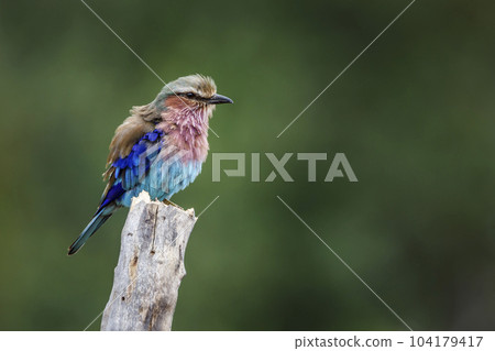 Lilac breasted roller in Kruger National park, South Africa 104179417