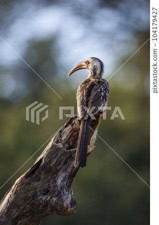 Southern Red billed Hornbill in Kruger National park, South Africa Southern Red billed Hornbill in Kruger National park, South Africa 104179427