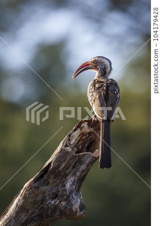 Southern Red billed Hornbill in Kruger National park, South Africa 104179428