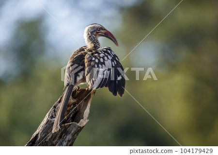 Southern Red billed Hornbill in Kruger National park, South Africa 104179429