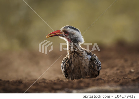 Southern Red billed Hornbill in Kruger National park, South Africa 104179432