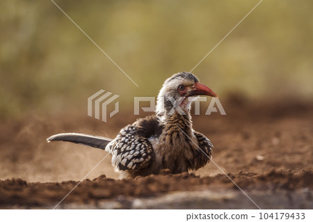 Southern Red billed Hornbill in Kruger National park, South Africa Southern Red billed Hornbill in Kruger National park, South Africa 104179433