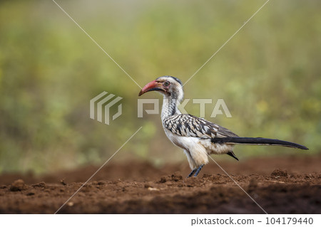 Southern Red billed Hornbill in Kruger National park, South Africa 104179440