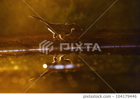 Southern Red billed Hornbill in Kruger National park, South Africa 104179446