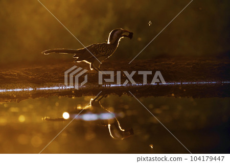 Southern Red billed Hornbill in Kruger National park, South Africa 104179447