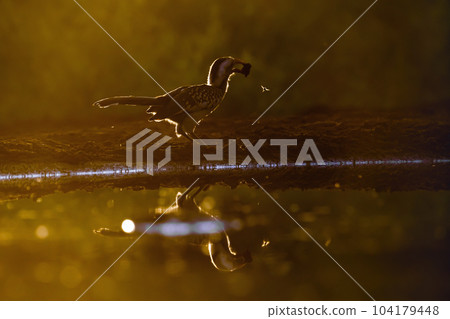 Southern Red billed Hornbill in Kruger National park, South Africa 104179448