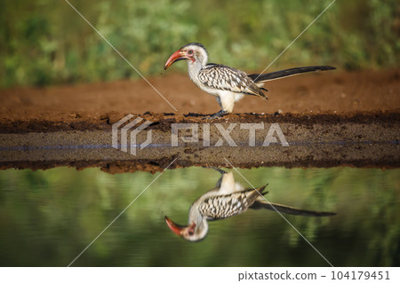 Southern Red billed Hornbill in Kruger National park, South Africa 104179451
