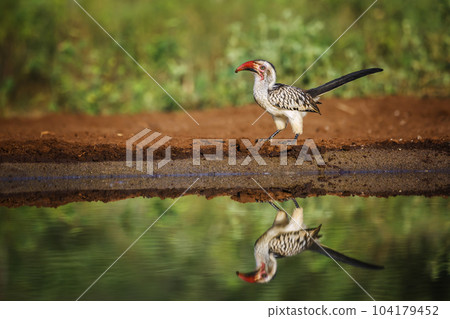 Southern Red billed Hornbill in Kruger National park, South Africa Southern Red billed Hornbill in Kruger National park, South Africa 104179452