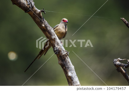Red faced Mousebird in Kruger National park, South Africa Red faced Mousebird in Kruger National park, South Africa 104179457