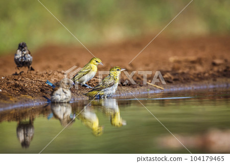 Village weaver in Kruger National park, South Africa 104179465