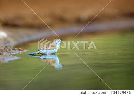 Blue breasted Cordonbleu in Kruger National park, South Africa 104179476