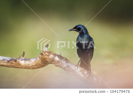 Burchell Glossy Starling in Kruger National park, South Africa Burchell Glossy Starling in Kruger National park, South Africa 104179478