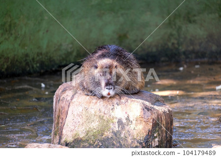 Water dwelling nutrias Water dwelling nutrias 104179489