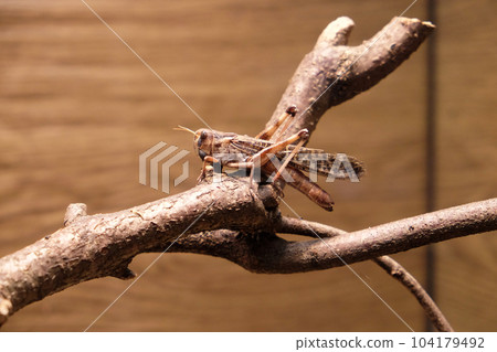 Migratory locust (Locusta migratoria) Migratory locust (Locusta migratoria) 104179492