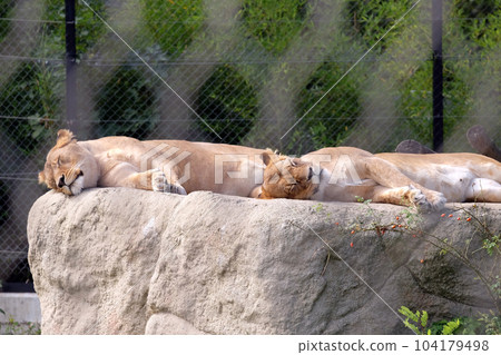 Lion (Panthera leo) 104179498