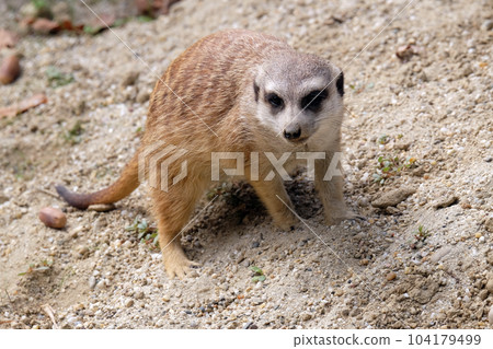 Meerkat standing on guard 104179499