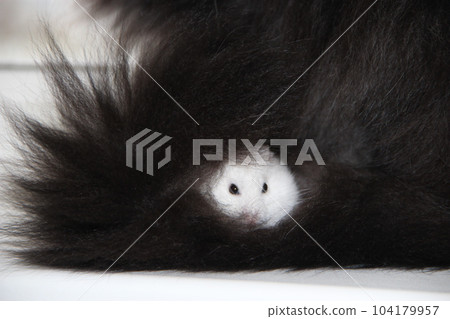 white hamster hides in thick fur of black cat. Love of pets. Friendship white hamster hides in thick fur of black cat. Love of pets. Friendship 104179957