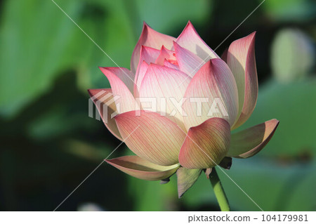 釋放負載花,蓮花,玫瑰花 釋放負載花,蓮花,玫瑰花 104179981