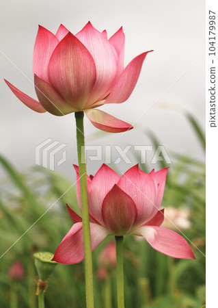 美麗的粉狀紅色花 美麗的粉狀紅色花 104179987