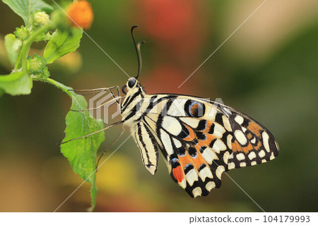 達摩蝴蝶、無尾蝴蝶、黃斑蝴蝶、黃花蝴蝶、達摩綠蝴蝶、柑橘無果蝴蝶、花蝴蝶 104179993