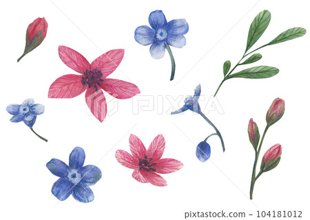 Watercolor floral illustration. Spring flowers, forget me not isolated on white background. Handmade flowers for wedding anniversary, birthday, invitations ahd postcards. Isolated clipart Watercolor floral illustration. Spring flowers, forget me not isolated on white background. Handmade flowers for wedding anniversary, birthday, invitations ahd postcards. Isolated clipart 104181012