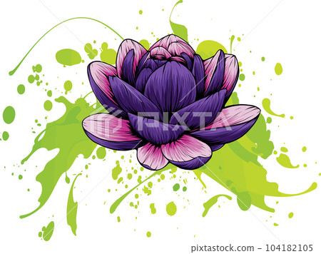 vector illustration of Lily Lotus isolated on white background vector illustration of Lily Lotus isolated on white background 104182105