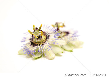 Passionflower neck on white background 104182331
