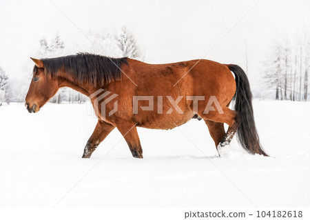 Brown horse wading through snow in winter, blurred trees in background, side view 104182618