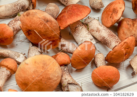 Closeup of freshly picked forest mushrooms (orange scaber stalk variety) on white boards desk. 104182629