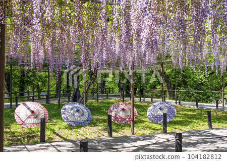 Gomangoku wisteria and Japanese umbrella (Okazaki Park) Gomangoku wisteria and Japanese umbrella (Okazaki Park) 104182812