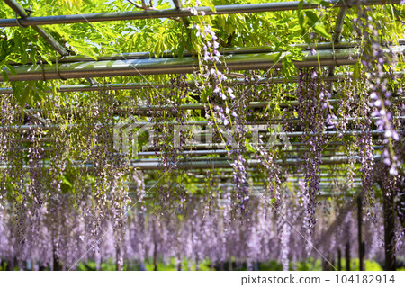 紫藤花架(岡崎公園五萬石紫藤) 紫藤花架(岡崎公園五萬石紫藤) 104182914