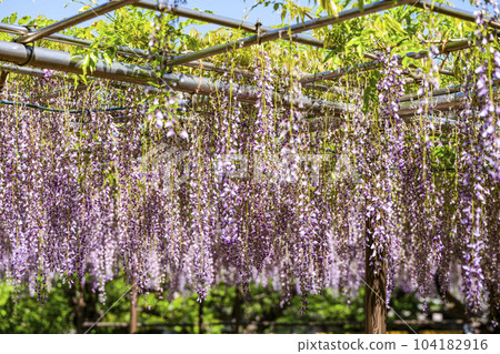 Wisteria trellis (Okazaki Park Gomangoku Wisteria) 104182916