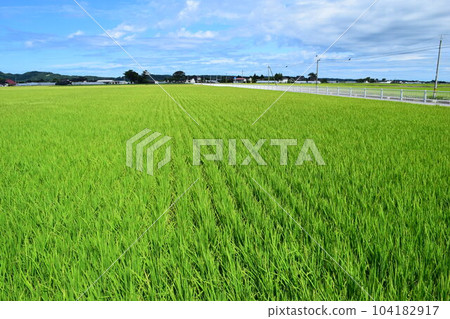 Inaho Shonai rice that has begun to fertilize Inaho Shonai rice that has begun to fertilize 104182917