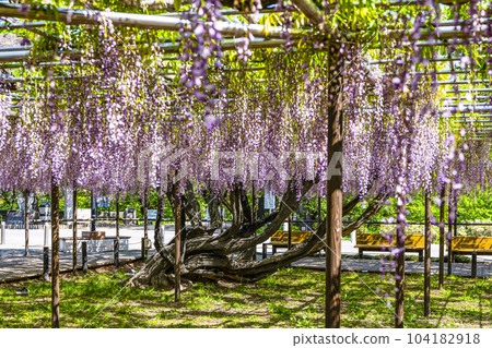 Wisteria trellis (Okazaki Park Gomangoku Wisteria) Wisteria trellis (Okazaki Park Gomangoku Wisteria) 104182918