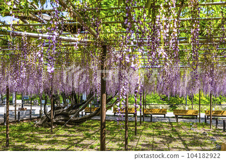 紫藤花架(岡崎公園五萬石紫藤) 紫藤花架(岡崎公園五萬石紫藤) 104182922