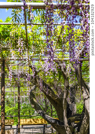 Wisteria trellis (Okazaki Park Gomangoku Wisteria) 104182929
