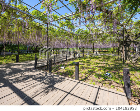 紫藤花架(岡崎公園五萬石紫藤) 紫藤花架(岡崎公園五萬石紫藤) 104182958