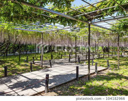 Wisteria trellis (Okazaki Park Gomangoku Wisteria) Wisteria trellis (Okazaki Park Gomangoku Wisteria) 104182966