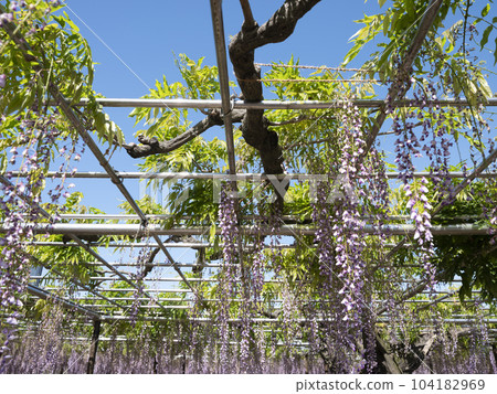 Wisteria trellis (Okazaki Park Gomangoku Wisteria) 104182969