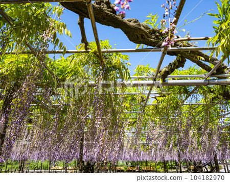 紫藤花架(岡崎公園五萬石紫藤) 紫藤花架(岡崎公園五萬石紫藤) 104182970