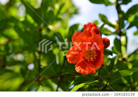 明亮的橙色石榴花 明亮的橙色石榴花 104183139