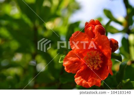 明亮的橙色石榴花 明亮的橙色石榴花 104183140