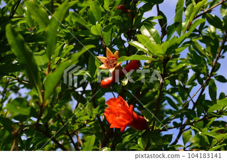 明亮的橙色石榴花 明亮的橙色石榴花 104183141