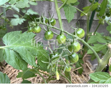A lot of mini tomatoes 104183205