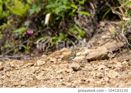 飼養油籽鰻，將食物運送到巢穴 104183230