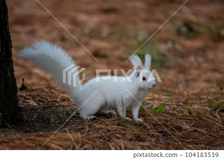 白松鼠 104183539