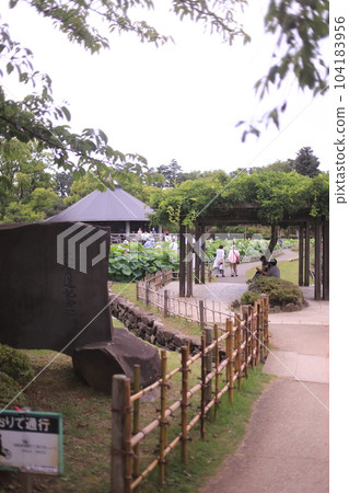 Oga lotus of Chiba Park 104183956