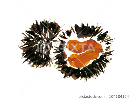 海膽手繪日式插畫 104184134