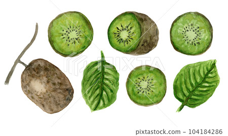 Cute hand drawn set of watercolor fresh green kiwi, whole and split, with green twigs. Bright painting illustration of healthy fruit for kitchen textile design, logo, sticker, market advertising 104184286
